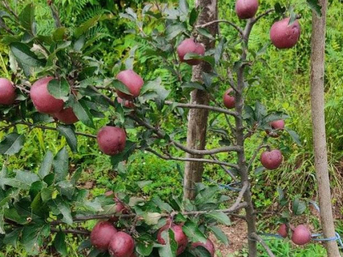 दार्चुलामा स्याउ उत्पादनमा वृद्धि 